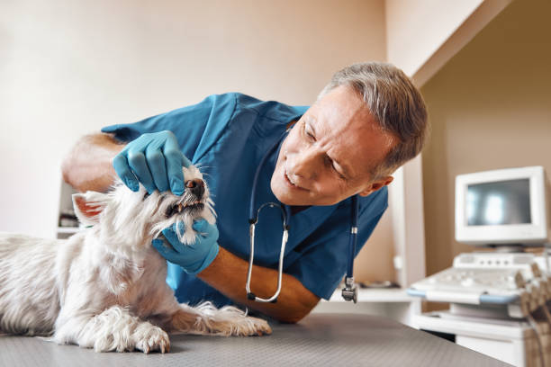 Best Broken or Chipped Tooth Repair in Malakoff, TX